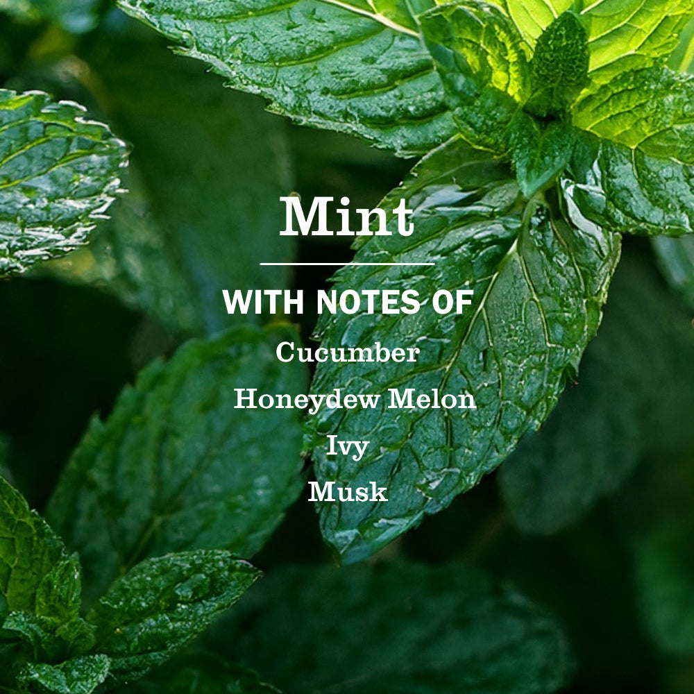 Mint Dish Soap - Image 4